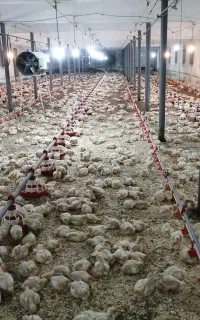 نیازمند کارگر با تجربه مرغداری 15هزاری