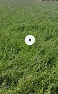 یونجه درجه یک