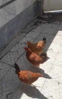 دوعدد خروس محلی و یک عدد مرغ محلی