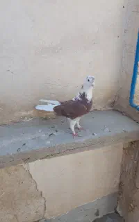 نر گلی