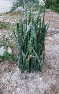 سانسوریا سبز  ساده