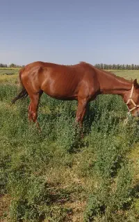 اسب مادیان 35000 ملیون