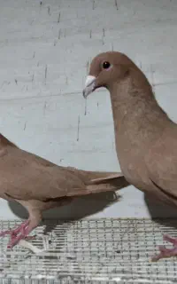 اسباب بازی کبوتر