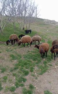 قوچ ومیش همو وهترو