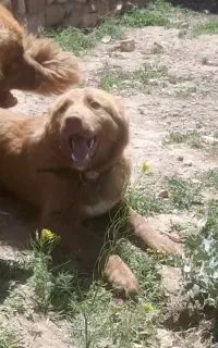 نروماده قدرجونی اصیل