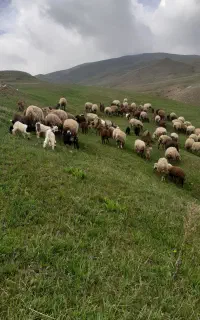 ۸ عدد نر