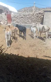 سی سخت