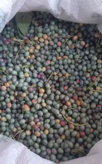 گناووشک وژدرون ملکشاهی