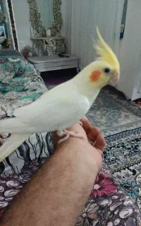 عروس هلندی ماده