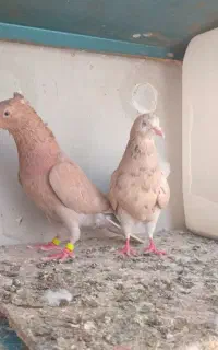2 جفت و ی نر تک
