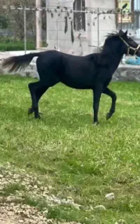 اسب اصیل کوردی نژاد