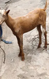 تیشتر جزیره ای