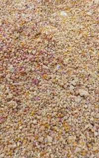 گرده گل تازه