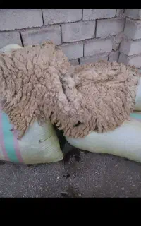 پشم گوسفند یا یون