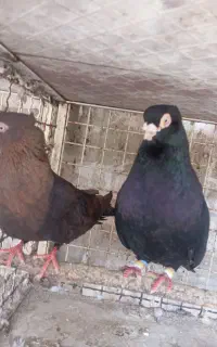 کبوتر صرب