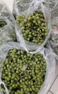 غوره تازه چین