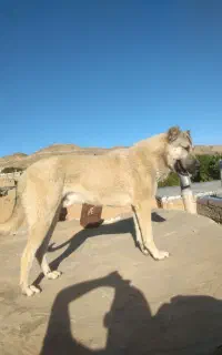 سگ سرابی