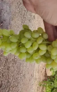 فروش انگور عسکری  عمده