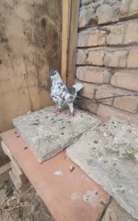 کفتر راست افشون