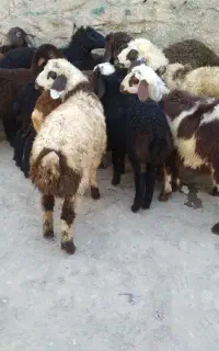 ۱۸راس گوسفند بره دار جوان