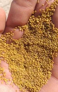 تخم یونجه (قره یونجا)