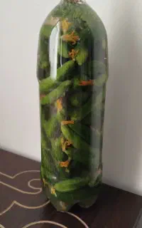 خیارشور درجه1 به قیمت عمده