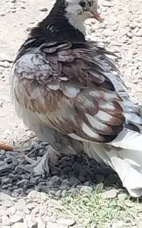 کبوتر‌ملقی‌شازده‌پاپر