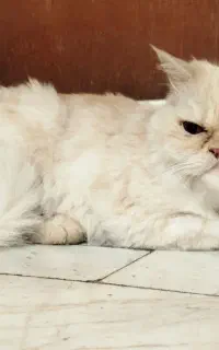 گربه پرشین عروسکی دختر