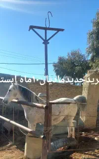 باسلام مادیان باکره ماده یکماهه