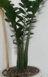 خدمات گل وگیاه در منزل یا محل کار
