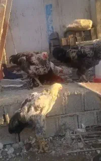 فروش خروس برهام جوان