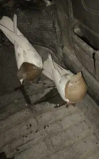 کبوتر کله