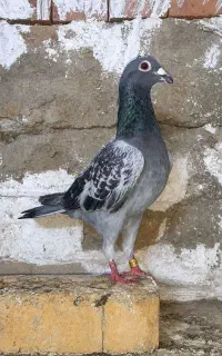 سبز و مگس مسافتی فروش یا معاوضه