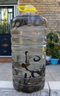 فروش زالو پلنگی
