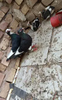 کبوتر جفتی