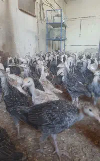 نیمچه بوقلمون برنز ، بربون و بیوتی