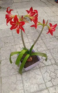 شب بو . اماریلیس  .مرجان