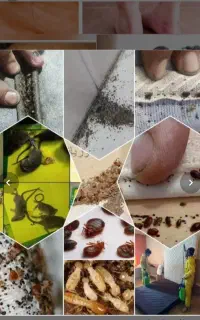 سم پاشی اصفهان.. تخصصی 100/موریانه