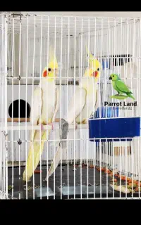 عروس هلندی