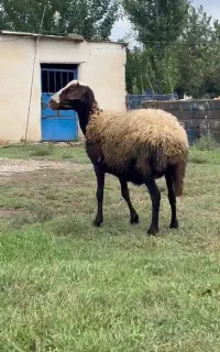 گوسفند جوان آبستن3ماه