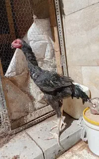 جوجه خروس لاری اوشامو برزیلی