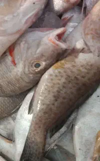 ماهی گرگوری صید روز