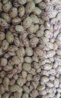 لوبیا چیتی درجه یک پاک شده