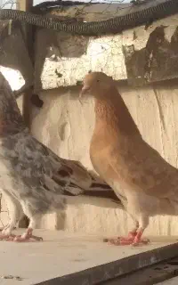 کفتر سرور زردی پرشی