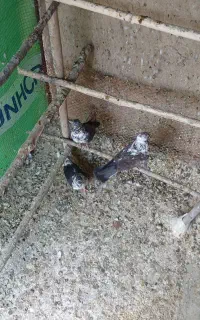 کبوتر ساعتی