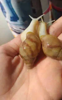حلزون فقط ۲۰ هزار تومن