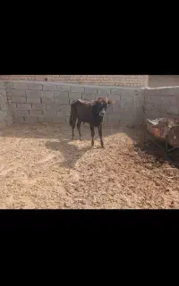 دوگوساله نر برای پروار
