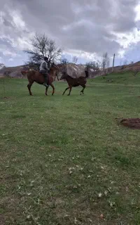 اسب و کره