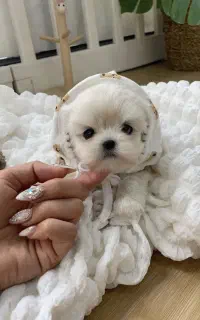 توله سگ پاکوتاه