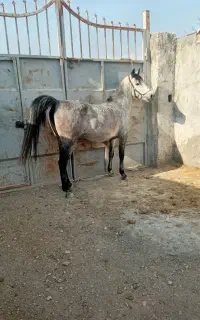 اسب فروشی